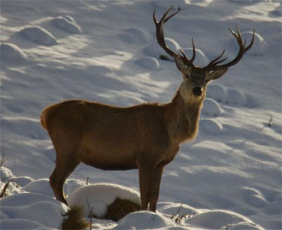  Hunting is a popular pastime in the Canterbury region of New Zealand  